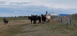 DOR secuestró cinco caballos sueltos