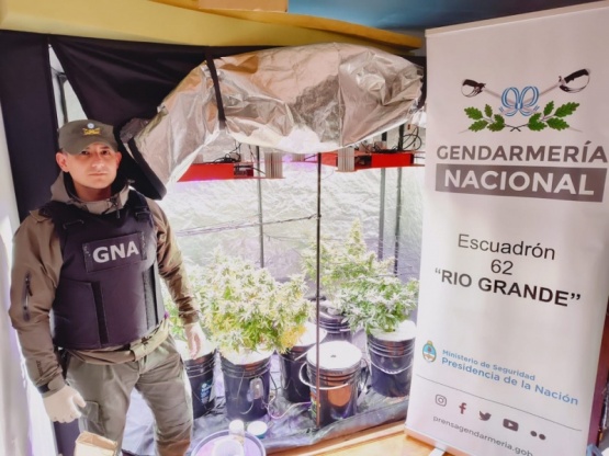 Desbaratan invernadero de marihuana en Río Grande