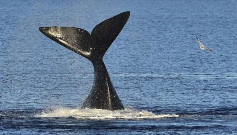 Caleta Olivia fue declarada Punto de Esperanza a nivel mundial para la biodiversidad, en especial para las ballenas y los delfines.