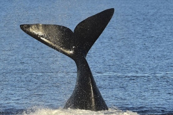 Caleta Olivia fue declarada Punto de Esperanza a nivel mundial para la biodiversidad, en especial para las ballenas y los delfines.