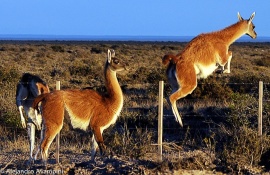 Juan Manuel Miñones: “La circulación del guanaco en la cinta asfáltica es algo que asusta”