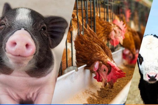 Sinergia Animal trabaja para eliminar las prácticas crueles de la industria alimentaria. 