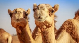 Alerta por el virus del camello en Qatar