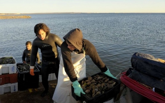 Continúa la veda de captura de productos bivalvos en el Golfo San Jorge