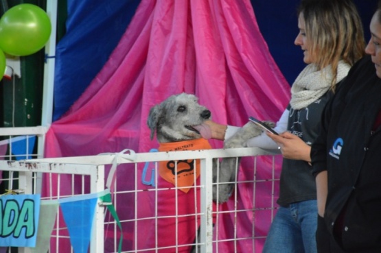 Se realizará una nueva edición de la Expo Animal