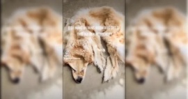 Su perro murió y la familia decidió conservar su piel: "Es una alfombra"