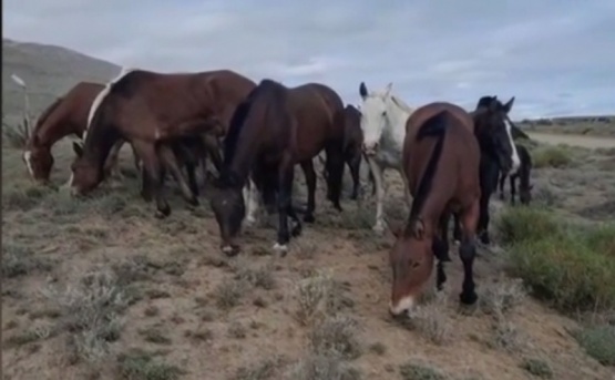 Secuestran 53 caballos con distintas marcas