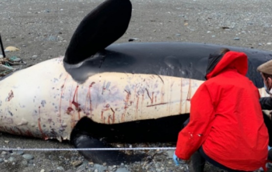 Necropsia a orca varada en Bahía Posesión
