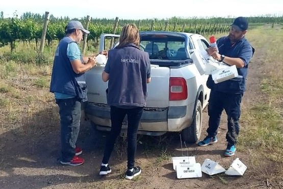 Detectan una nueva plaga en la región patagónica