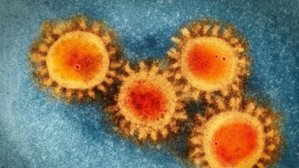 “Perro del infierno”: la peligrosidad de la nueva variante de Coronavirus