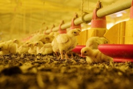 Razones por las que se debe denunciar cualquier sospecha de influenza aviar en Argentina