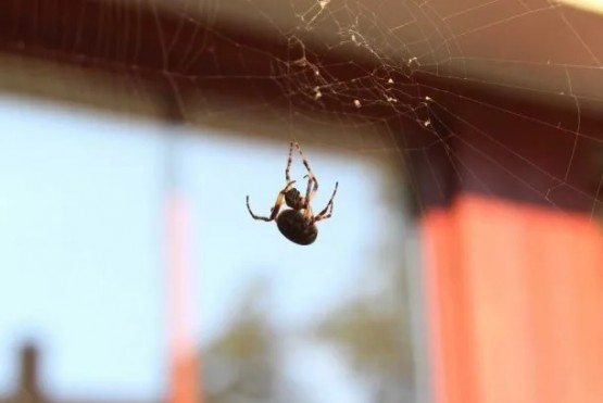 Por qué no tenés que matar a una araña en tu casa