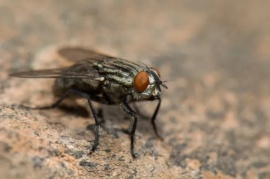 ¿Cuáles son las molestas moscas que vemos en los domicilios?  