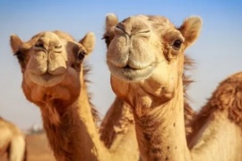 Qué es el "virus del Camello", el síndrome que afecta a tres jugadores de Francia