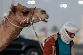 “Virus del camello”: podrían generarse brotes globales tras el Mundial, según científicos
