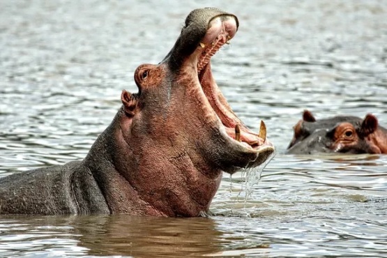 Un hipopótamo se tragó a un nene de 2 años