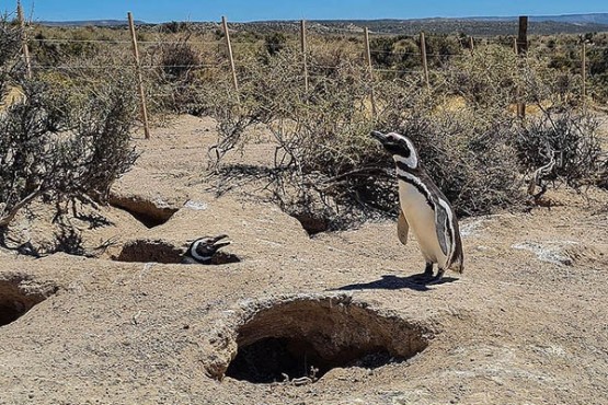 Piden recusación de la jueza en la causa por la matanza de Pingüinos en Punta Tombo