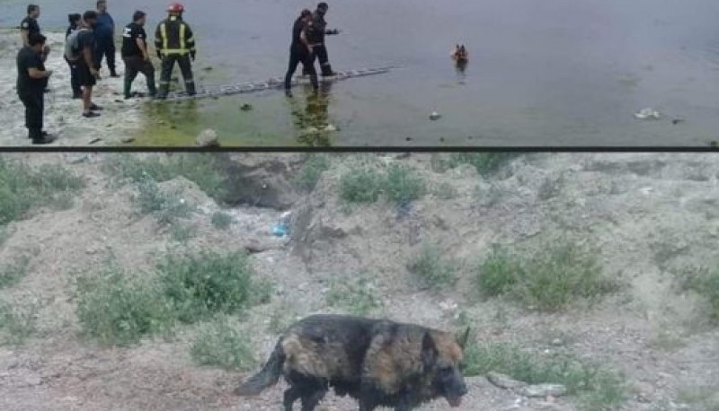 Bomberos rescataron a un perro atrapado en el lodo 