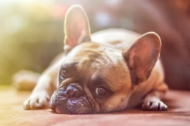 Pirotecnia en las Fiestas: 7 consejos para cuidar a las mascotas del ruido