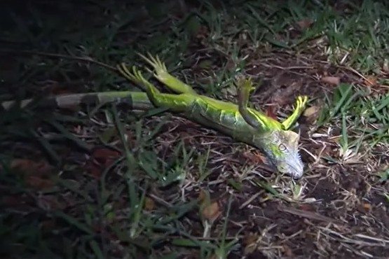 Estados Unidos: por qué podrían llover iguanas