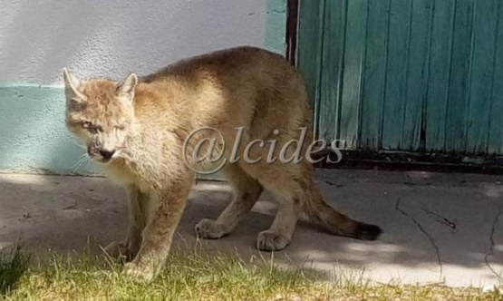 Susto en Bajo Caracoles: apareció un puma en la escuela rural