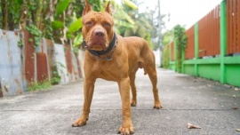 Caleta Olivia: El Juzgado de Faltas dictaminó sacrificar a cuatro perros pitbull