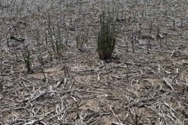 Hay 175 millones de hectáreas en riesgo de sequía en todo el país