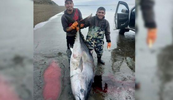 Inexplicable: pescadores riogalleguenses capturaron un atún de 250kg