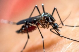 El Ministerio de Salud emitió una alerta por aumento de casos de dengue en la región: las recomendaciones