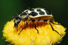 Advierten sobre un escarabajo que puede matar al ganado vacuno