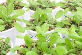 Investigan moléculas de raíces para desarrollar plantas "superadaptables" al clima