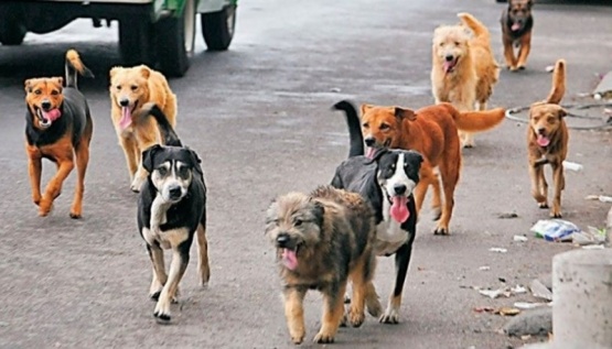 Preocupa en el San Benito la superpoblación canina. 