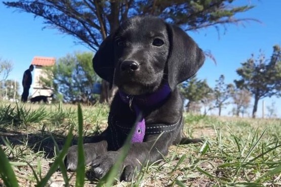 Se presentó a «Ozzy», el nuevo perro que entrenarán para la busqueda de personas de Protección Civil 