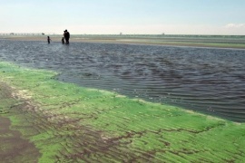 Elevan los niveles de alerta por Cianobacterias en balnearios del Río de la Plata