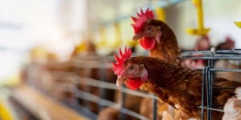 Qué posibilidades hay de contagiarse gripe aviar comiendo pollo o huevo
