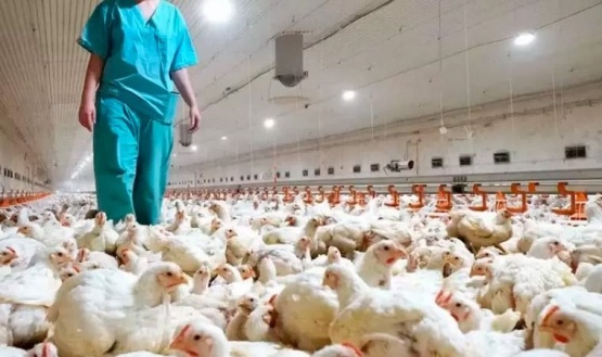 Casi un centenar de casos de influenza aviar se registró en distintas provincias