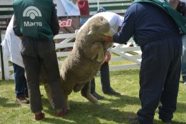 Jura e inicio de competencia