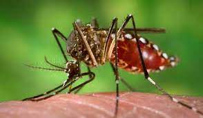 Alerta por la suba de casos de dengue y chikungunya en el país: cuáles son los síntomas