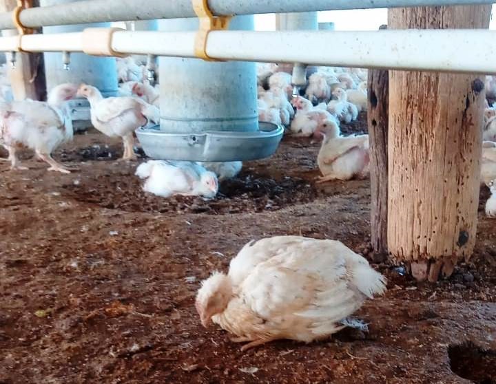 Casos de gripe aviar en río Negro. 