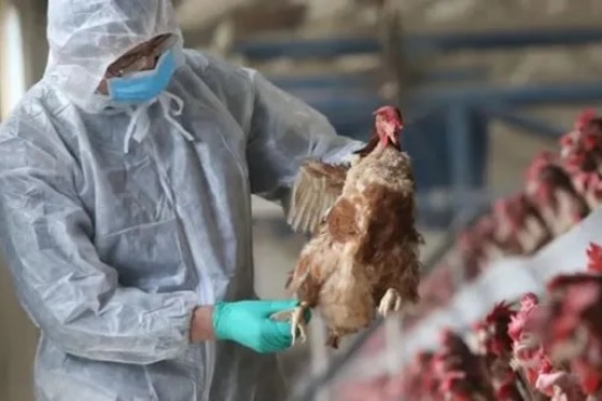 El Servicio Nacional de Sanidad y Calidad Agroalimentaria (SENASA) confirmó primer caso de gripe aviar en aves de corral y suspende las exportaciones