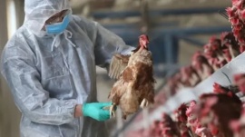 Gripe aviar: Senasa confirmó primer caso en aves de corral y suspende las exportaciones