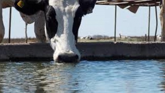 Tragedia en un tambo: una nena de 1 año murió ahogada en un bebedero de animales