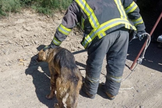 Bomberos auxiliaron a un perro herido