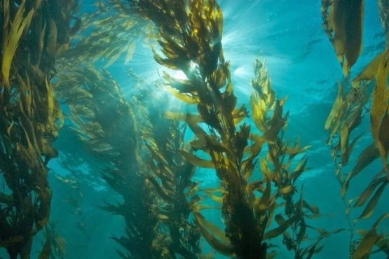 Martina Sasso: “Estos bosques son algas gigantes que pueden crecer hasta 70 centímetros por día”