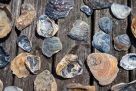 Incautaron fósiles de ostras de más de 12 millones de años que iban a ser sacados de la Patagonia