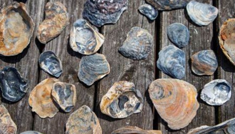 Incautaron fósiles de ostras de más de 12 millones de años que iban a ser sacadas de la Patagonia