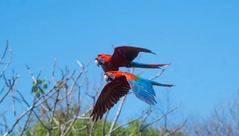 Guacamayos rojos en libertad. 