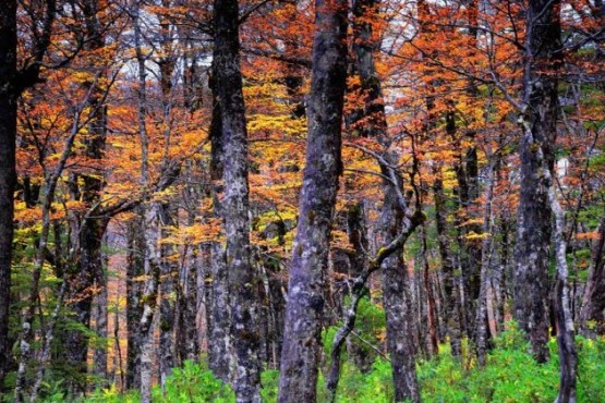 Los bosques, una potencial actividad productiva para Santa Cruz 