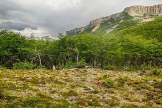 Cada 21 de marzo se conmemora el Día Internacional de los Bosques