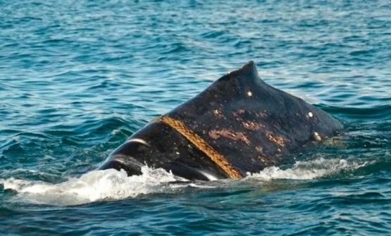 Fue divisada una ballena Sei con una soga enredada en su boca frente a las costas de Chubut